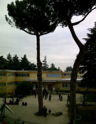 NEWS – “Pini cadenti” all’istituto Canevari