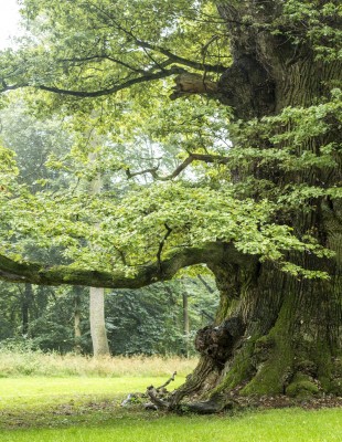 Demetra, l’albero più antico d’Italia raccontato a Rai Play da Piovesan, dell’Unitus