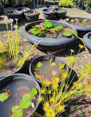 Alla scoperta del verde terapeutico alla rassegna Verdi Contenti
