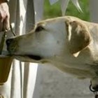 TRADIZIONE – Corteo di carrozze e cavalli per la benedizione degli animali