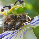 WEBINAR – La scomparsa degli insetti, focus con massimi esperti
