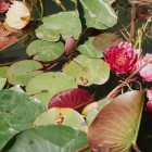 EN PLEIN AIR – “Verdi e Contenti” , artigianato e florovivaismo nella cornice del Centro Botanico Moutan